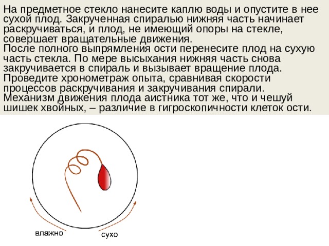 На предметное стекло нанесите каплю воды и опустите в нее сухой плод. Закрученная спиралью нижняя часть начинает раскручиваться, и плод, не имеющий опоры на стекле, совершает вращательные движения. После полного выпрямления ости перенесите плод на сухую часть стекла. По мере высыхания нижняя часть снова закручивается в спираль и вызывает вращение плода. Проведите хронометраж опыта, сравнивая скорости процессов раскручивания и закручивания спирали. Механизм движения плода аистника тот же, что и чешуй шишек хвойных, – различие в гигроскопичности клеток ости. 