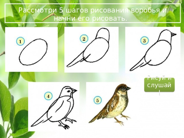 Как рисовать воробья поэтапно карандашом