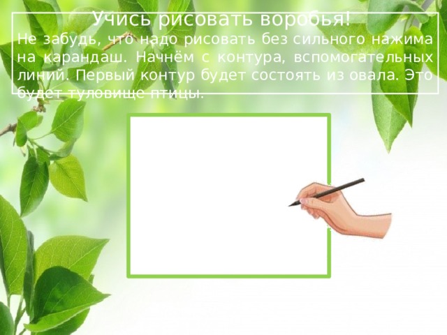  Учись рисовать воробья! Не забудь, что надо рисовать без сильного нажима на карандаш. Начнём с контура, вспомогательных линий. Первый контур будет состоять из овала. Это будет туловище птицы.  