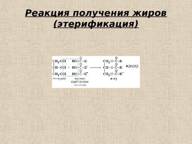 Реакция получения жиров (этерификация) 