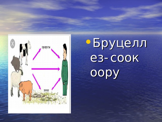 Бруцеллез-  соок оору 