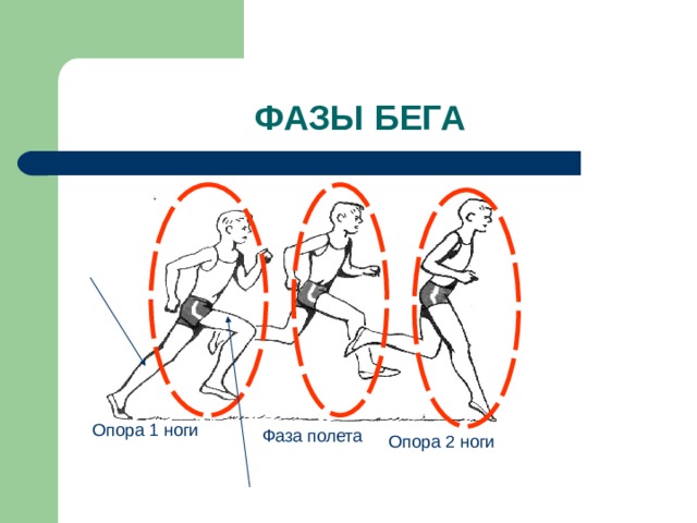 ФАЗЫ БЕГА Опора 1 ноги Фаза полета Опора 2 ноги 