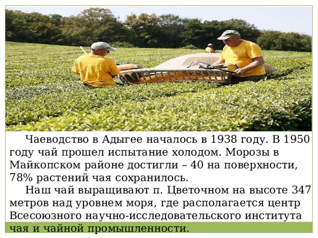 Дайте характеристику отрасли чаеводство по плану