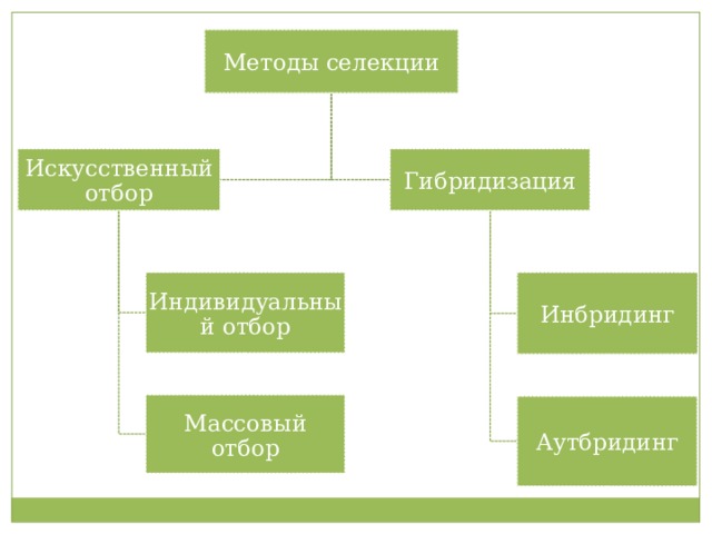 Схема искусственного отбора