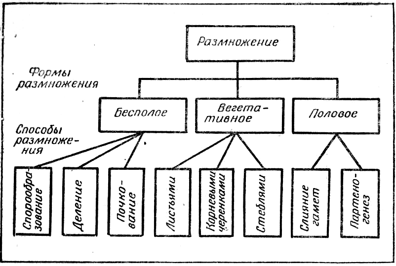 Формы размножения. Основные формы размножения. 