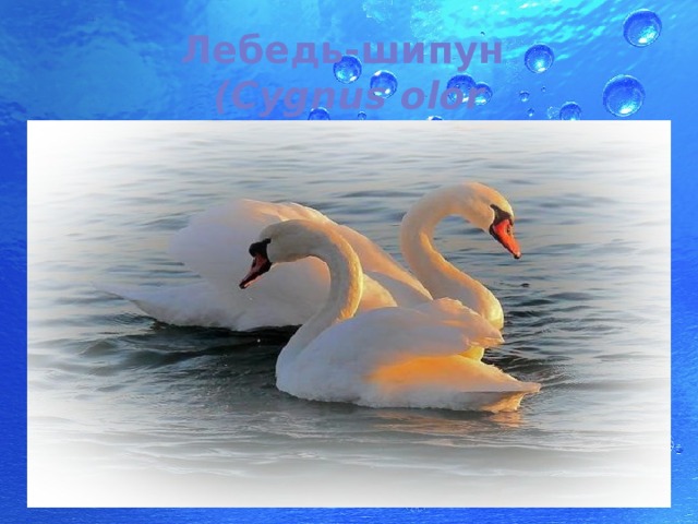 Лебедь-шипун   (Cygnus olor 