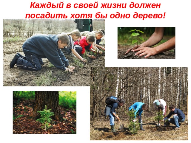 Каждый в своей жизни должен посадить хотя бы одно дерево! 