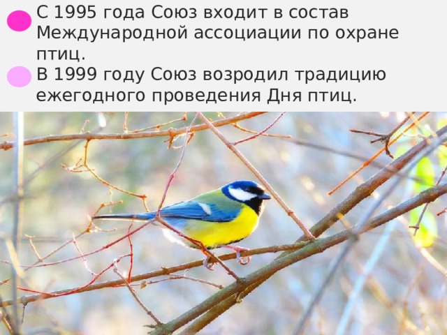 С 1995 года Союз входит в состав Международной ассоциации по охране птиц.  В 1999 году Союз возродил традицию ежегодного проведения Дня птиц.   