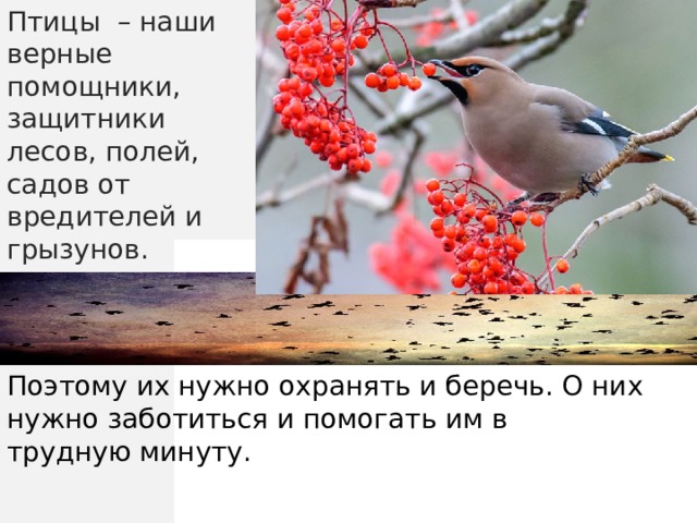 Птицы – наши верные помощники, защитники лесов, полей, садов от вредителей и грызунов. Поэтому их нужно охранять и беречь. О них нужно заботиться и помогать им в трудную минуту. 