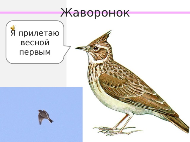 Жаворонок Я прилетаю весной первым 