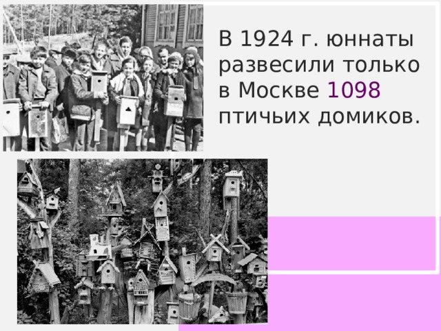 В 1924 г. юннаты развесили только в Москве 1098 птичьих домиков. 