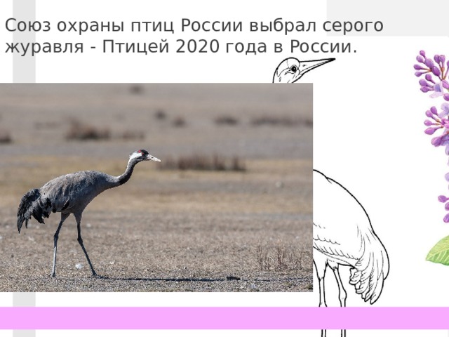 Союз охраны птиц России выбрал серого журавля - Птицей 2020 года в России. 