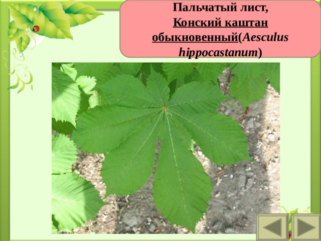 Пальчатый лист, Конский каштан обыкновенный ( Aesculus hippocastanum ) 