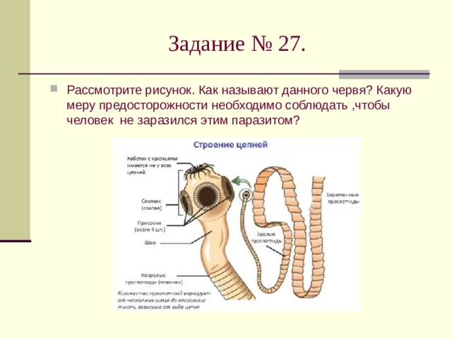 Рассмотрите рисунок на котором изображен взрослый паразитический червь укажите