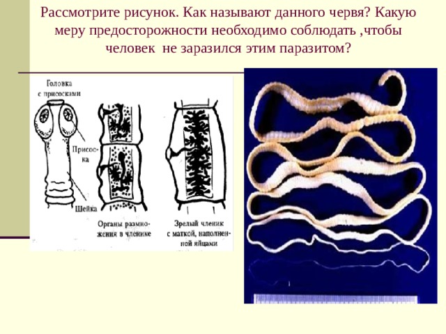 Рассмотрите рисунок. Как называют данного червя? Какую меру предосторожности необходимо соблюдать ,чтобы человек не заразился этим паразитом?   