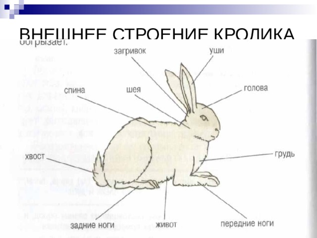 Внутреннее строение кролика биология 7 класс рисунок