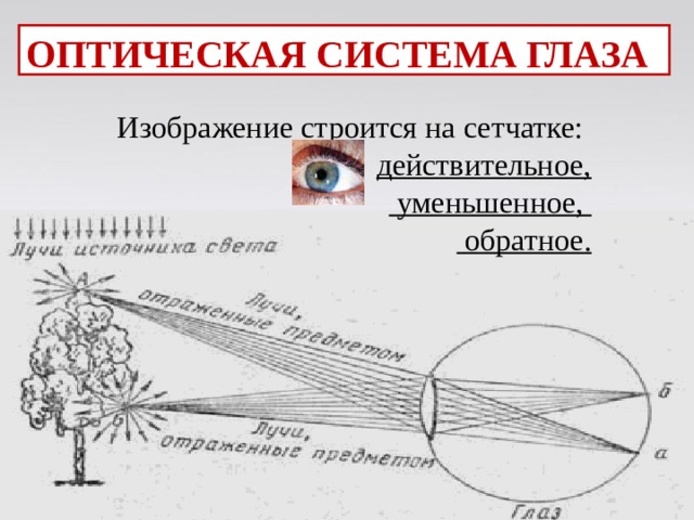 Изображение строится на сетчатке