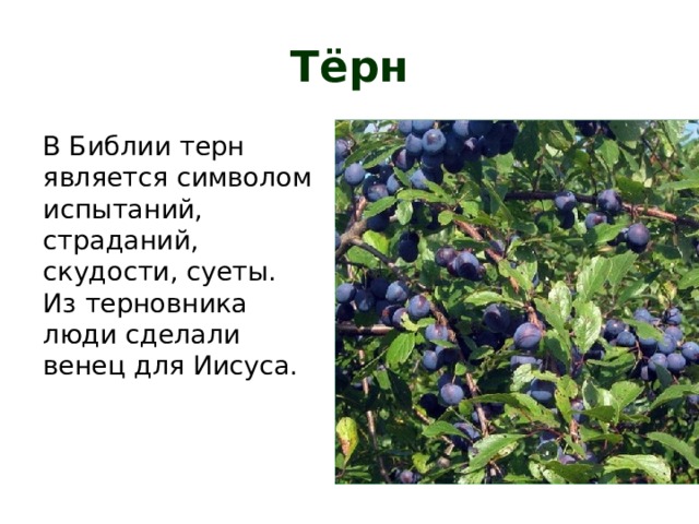 Текст песни терновник