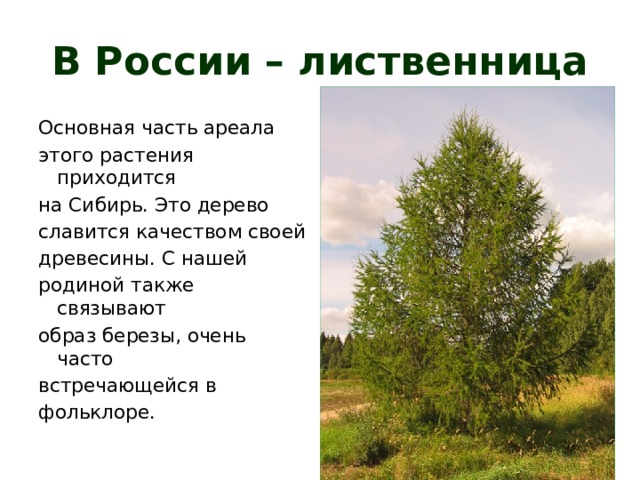 Где растет лиственница зона. Дерево символ России лиственница. Лиственница где растет в России. Части дерева лиственница.