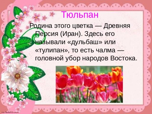  Тюльпан Родина этого цветка — Древняя Персия (Иран). Здесь его называли «дульбаш» или «тулипан», то есть чалма — головной убор народов Востока. 