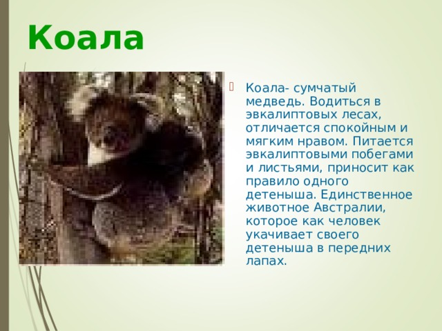 Коала Коала- сумчатый медведь. Водиться в эвкалиптовых лесах, отличается спокойным и мягким нравом. Питается эвкалиптовыми побегами и листьями, приносит как правило одного детеныша. Единственное животное Австралии, которое как человек укачивает своего детеныша в передних лапах. 