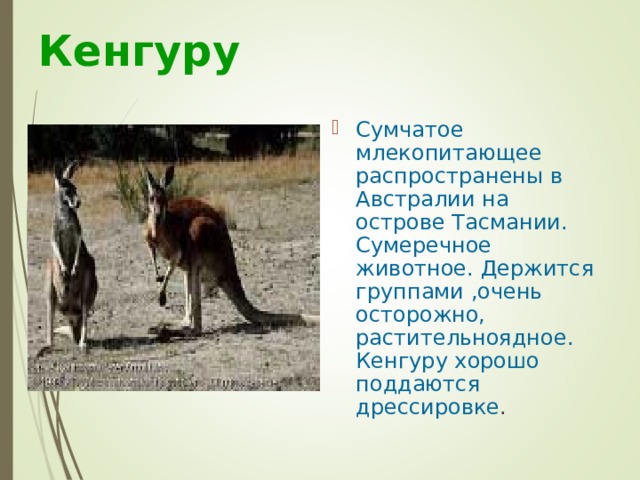 Кенгуру Сумчатое млекопитающее распространены в Австралии на острове Тасмании. Сумеречное животное. Держится группами ,очень осторожно, растительноядное. Кенгуру хорошо поддаются дрессировке . 