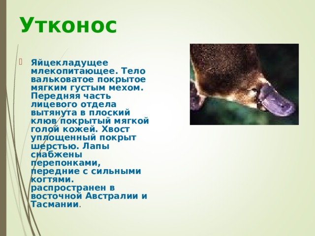 Утконос Яйцекладущее млекопитающее. Тело вальковатое покрытое мягким густым мехом. Передняя часть лицевого отдела вытянута в плоский клюв покрытый мягкой голой кожей. Хвост уплощенный покрыт шерстью. Лапы снабжены перепонками, передние с сильными когтями. распространен в восточной Австралии и Тасмании . 