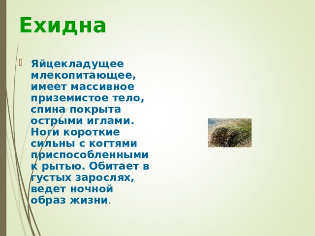 Ехидна Яйцекладущее млекопитающее, имеет массивное приземистое тело, спина покрыта острыми иглами. Ноги короткие сильны с когтями приспособленными к рытью. Обитает в густых зарослях, ведет ночной образ жизни . 