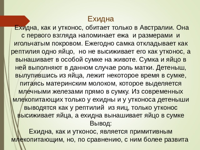 Ехидна  Ехидна, как и утконос, обитает только в Австралии. Она с первого взгляда напоминает ежа и размерами и игольчатым покровом. Ежегодно самка откладывает как рептилия одно яйцо, но не высиживает его как утконос, а вынашивает в особой сумке на животе. Сумка и яйцо в ней выполняют в данном случае роль матки. Детеныш, вылупившись из яйца, лежит некоторое время в сумке, питаясь материнским молоком, которое выделяется млечными железами прямо в сумку. Из современных млекопитающих только у ехидны и у утконоса детеныши выводятся как у рептилий из яиц, только утконос высиживает яйца, а ехидна вынашивает яйцо в сумке Вывод: Ехидна, как и утконос, является примитивным млекопитающим, но, по сравнению, с ним более развита . 