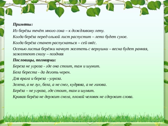 Приметы: Из берёзы течёт много сока – к дождливому лету. Когда берёза перед ольхой лист распустит – лето будет сухое. Когда берёза станет распускаться – сей овёс. Осенью листья берёзки начнут желтеть с верхушки – весна будет ранняя, зажелтеют снизу – поздняя Пословицы, поговорки: Береза не угроза - где она стоит, там и шумит. Бела береста - да деготь черен. Для врага и береза - угроза. Зелена, а не луг, бела, а не снег, кудрява, а не голова. Берёза – не угроза, где стоит, там и шумит. Кривая берёза не держит снега, плохой человек не сдержит слова.