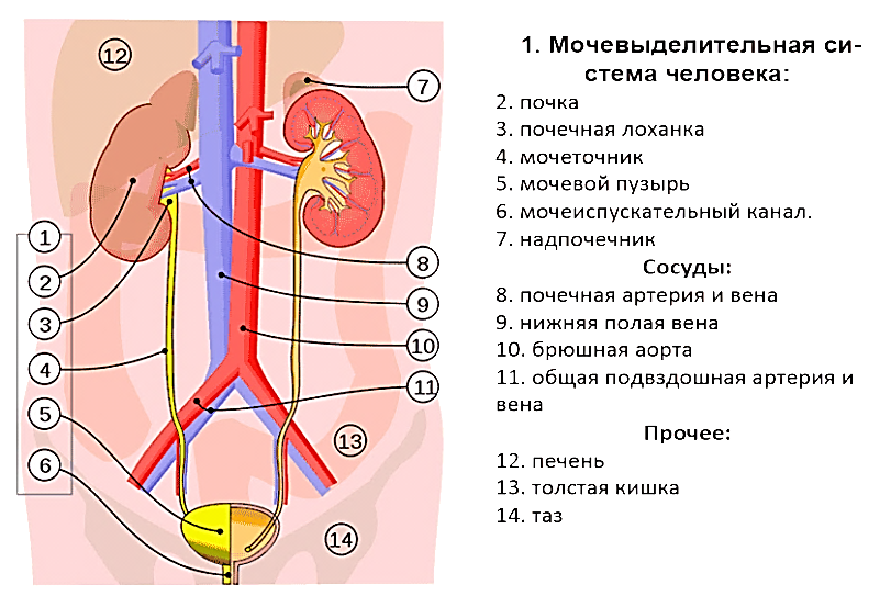 Sinbolo del sistema