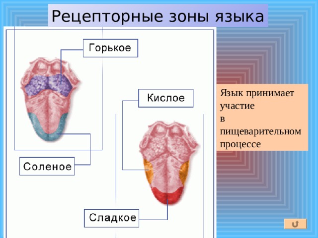 Вкусовые зоны языка рисунок с подписями