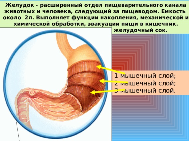 Отделы живота. Расширенный отдел пищеварительного канала. Второй отдел пищеварительного канала.