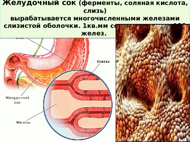 Слизистые железы