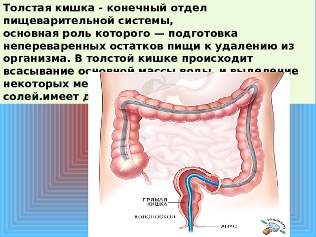 Непереваренные остатки пищи накапливаются в. Роль толстой кишки в пищеварении. Что происходит в толстом кишечнике. Пищеварительная система толстая кишка.