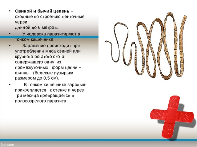 Заболевание вызываемое бычьим цепнем