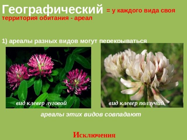 Черты сходства клевера лугового и ползучего. Клевер Луговой и Клевер ползучий таблица. Клевер ползучий географический критерий. Географический критерий клевера Лугового. Ареал клевера Лугового.