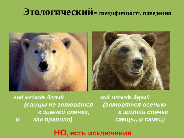 Этологический = специфичность поведения вид медведь белый вид медведь бурый (самцы не готовятся (готовятся осенью к зимней спячке, к зимней спячке и как правило) самцы, и самки) НО , есть исключения 