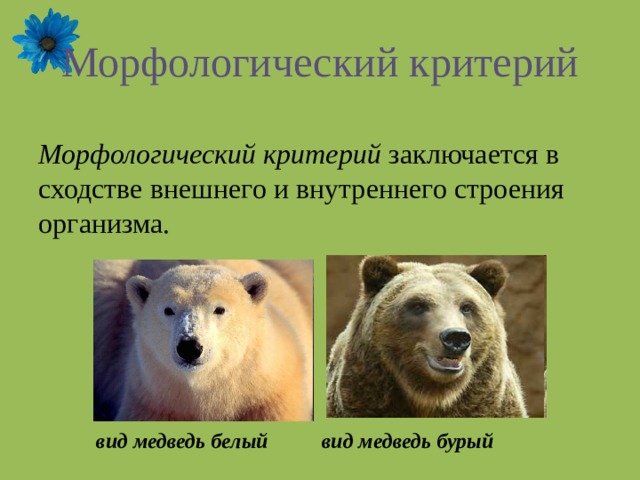 Морфологический критерий Морфологический критерий заключается в сходстве внешнего и внутреннего строения организма.  вид медведь белый вид медведь бурый  