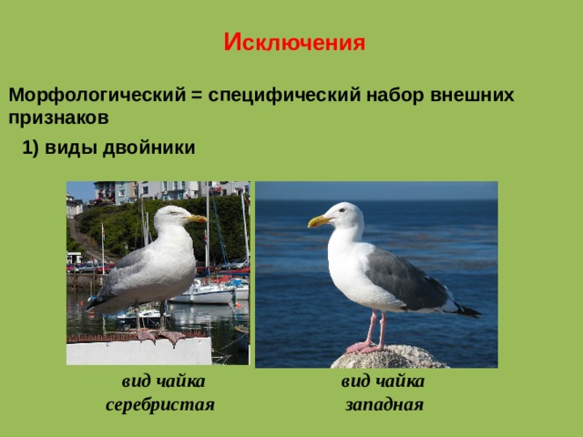 И сключения Морфологический = специфический набор внешних признаков 1) виды двойники  вид чайка вид чайка серебристая западная 