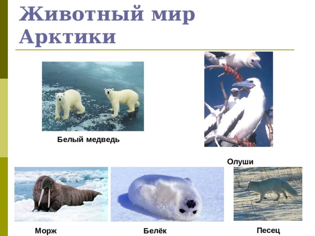 Животный мир Арктики Белый медведь Олуши Песец Морж Белёк 