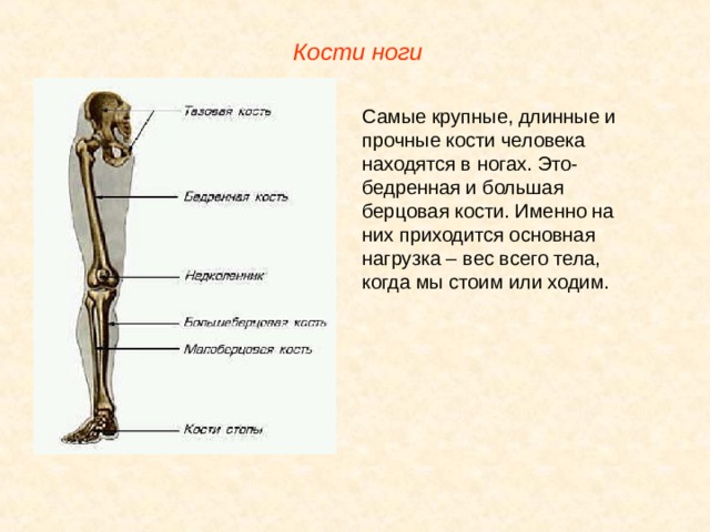 Почему кости легкие. Строение скелета нижних конечностей. Биология 8 кости нижней конечности человека. Кости свободной нижней конечности человека анатомия. Характеристика костей конечностей.