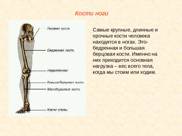 Большая берцовая кость ноги