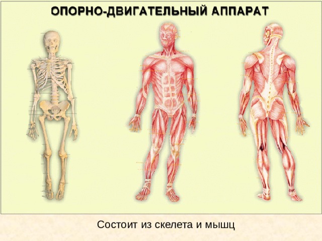 Опорно двигательная система рисунок. Травмы опорно двигательной системы. Травмы опорнодвигаьельной системы. Виды повреждений опорно двигательной системы. Разрыв опорно двигательной системы.