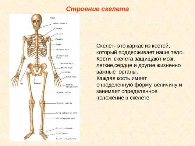 Строение скелета