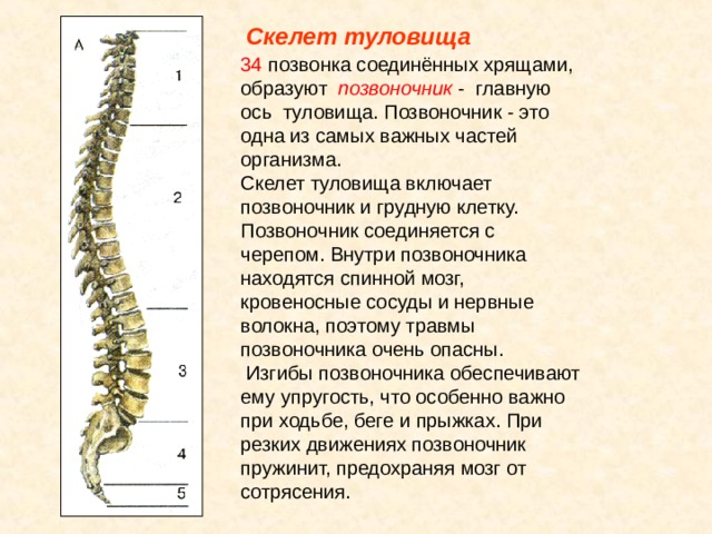 Какой отдел позвоночника образован. Скелет туловища позвоночник. Развитие скелета туловища. Этапы формирования скелета.