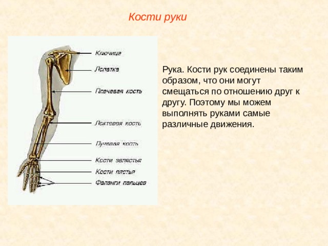 Описание костя