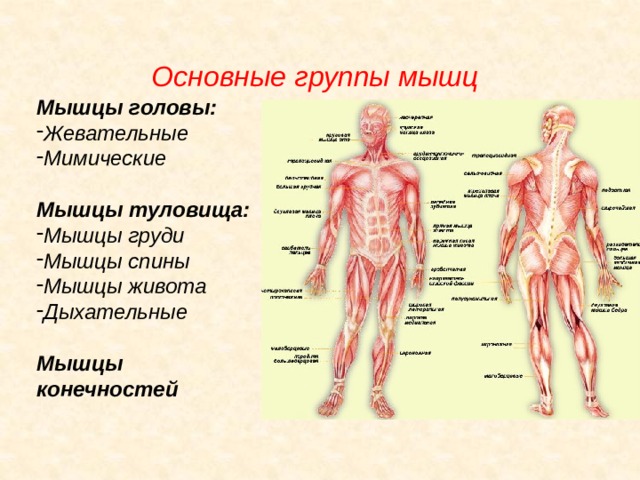 Основные группы мышц таблица