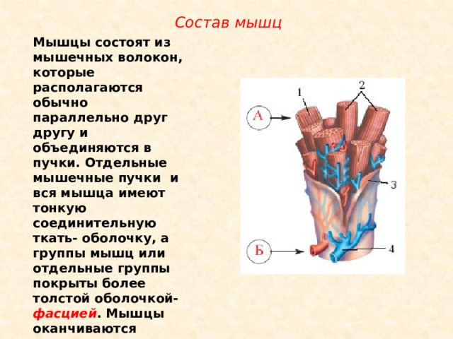 В состав мышцы входит