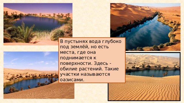 В пустынях вода глубоко под землёй, но есть места, где она поднимается к поверхности. Здесь - обилие растений. Такие участки называются оазисами. 